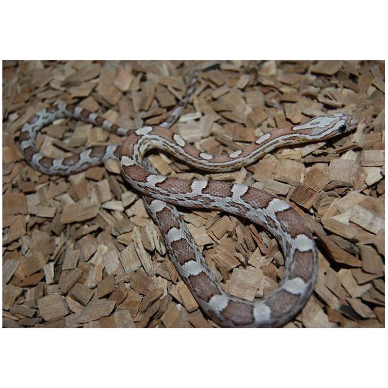 Sarpele de Porumb Motley ghost - imagine 4